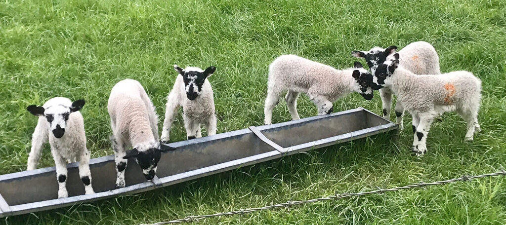 Green End Farm Cottages lambs feeding