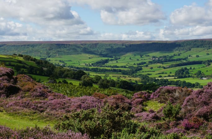 rolling green hills with wildflowers in the North York Moors national park