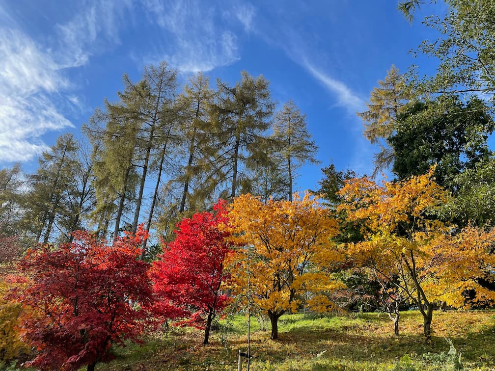 fall foliage in full colors