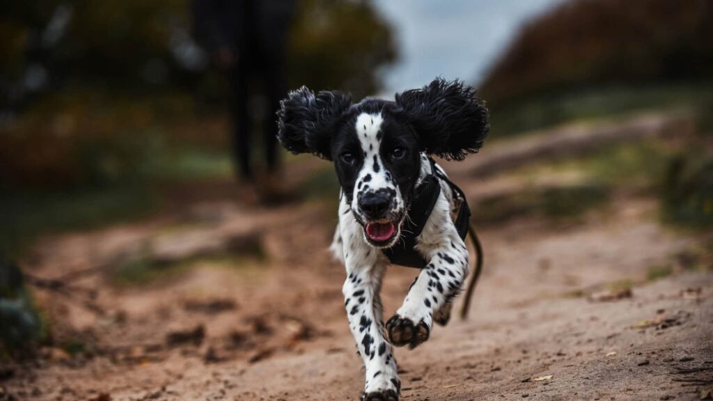 black and white dog running along a trail