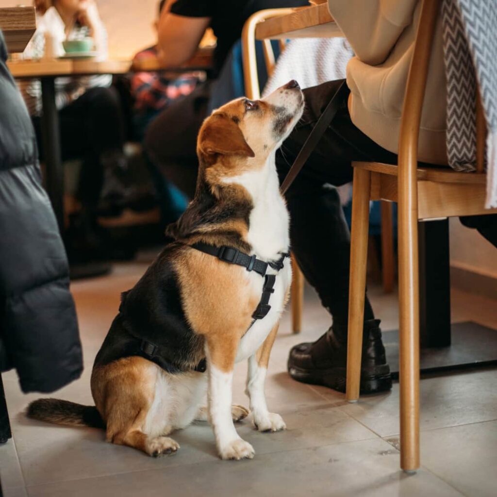 dog politely sitting with harness next to a person in a chair