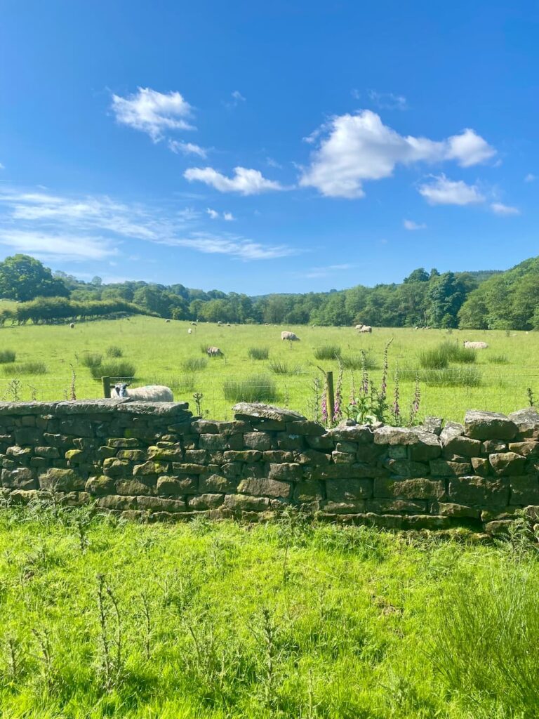 summer on the farm with rolling pastures and sheep grazing