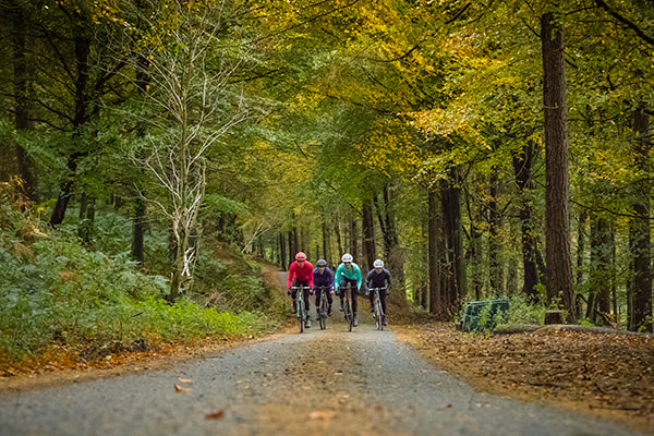 cyclists riding a paved road through the woods